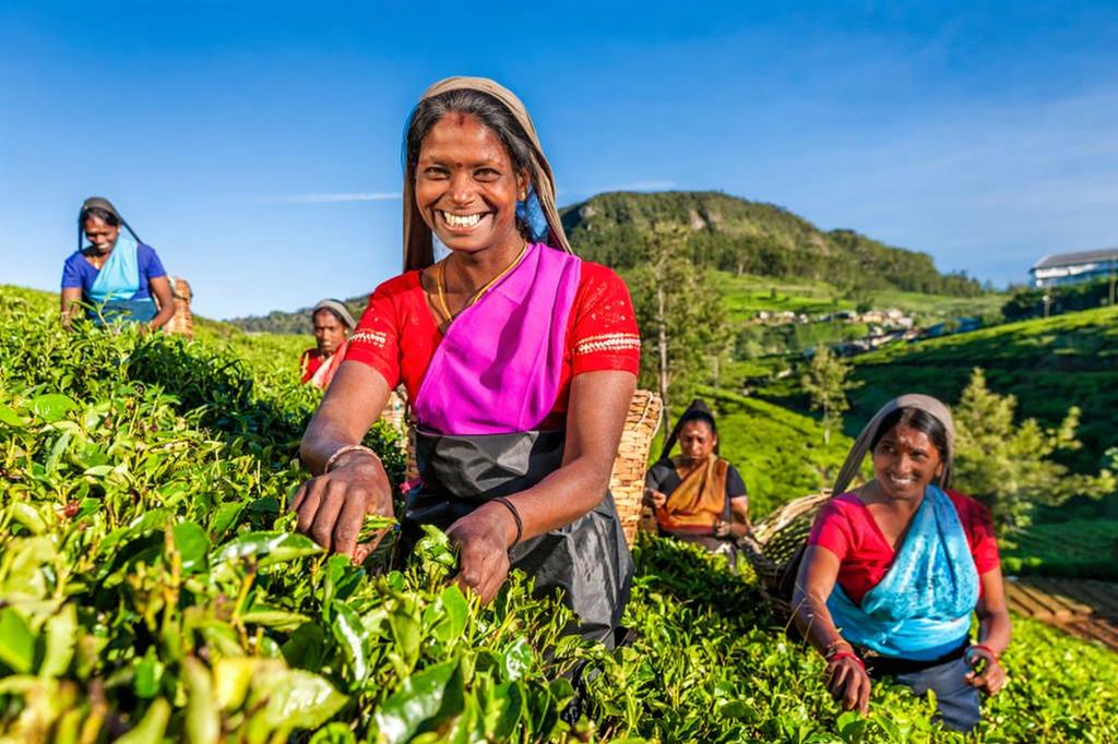 Tea Plantations Ella